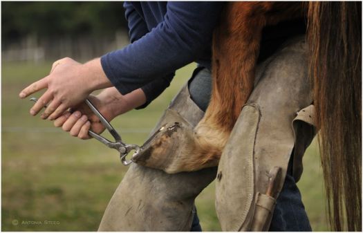 hoof trimming